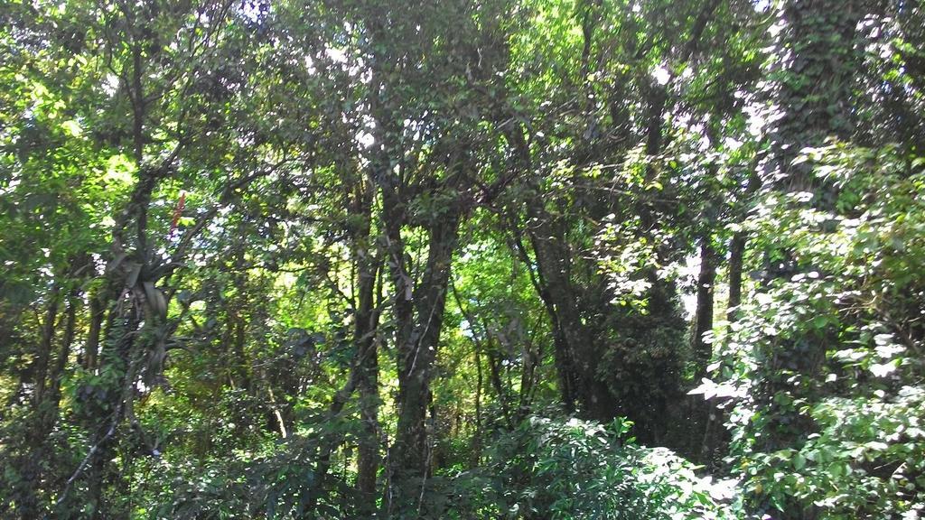 Chales Araucarias Da Serra Canela Pokój zdjęcie
